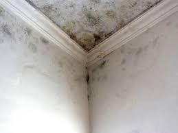 Why You Should Choose Our Mold Remediation Services in Duvall, WA