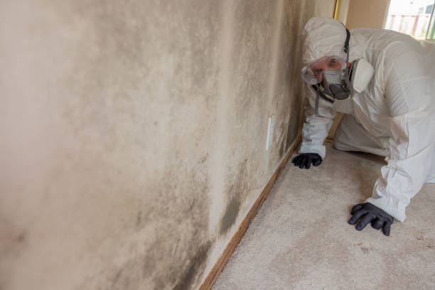 Best Mold Removal for HVAC Installations  in Duvall, WA